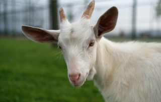 white goat on green grass field during daytime